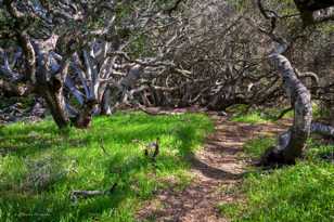 Los Osos Oaks-1010.jpg